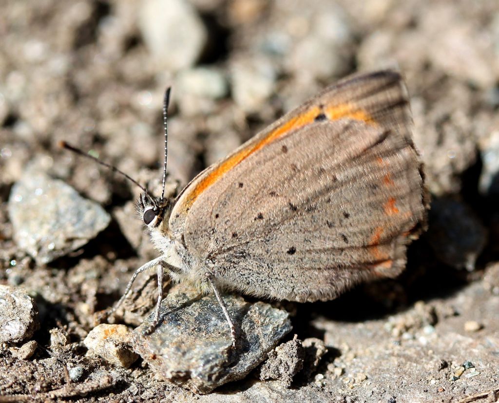 Lycaena phlaeas, corretto? S